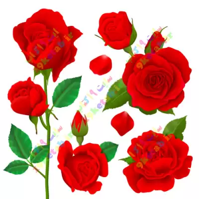 مجموعه کامل وکتور گل رز قرمز