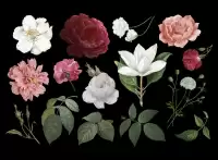 مجموعه کامل وکتور گل و برگ